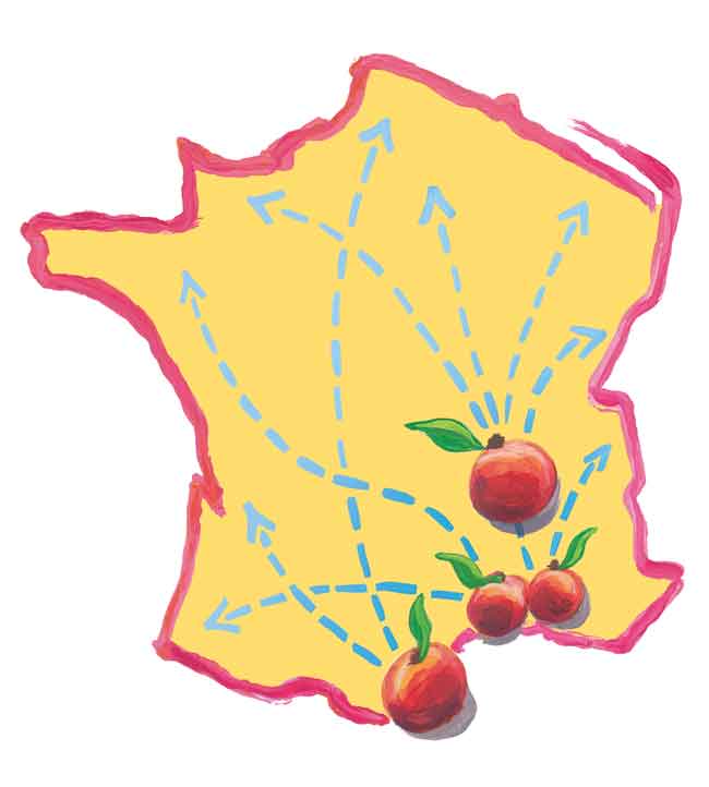 pêches et nectarines de France