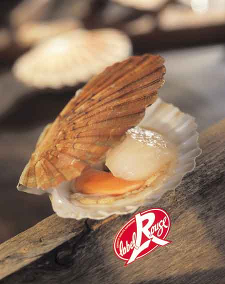 Label Rouge : Coquille Saint-Jacques de Normandie