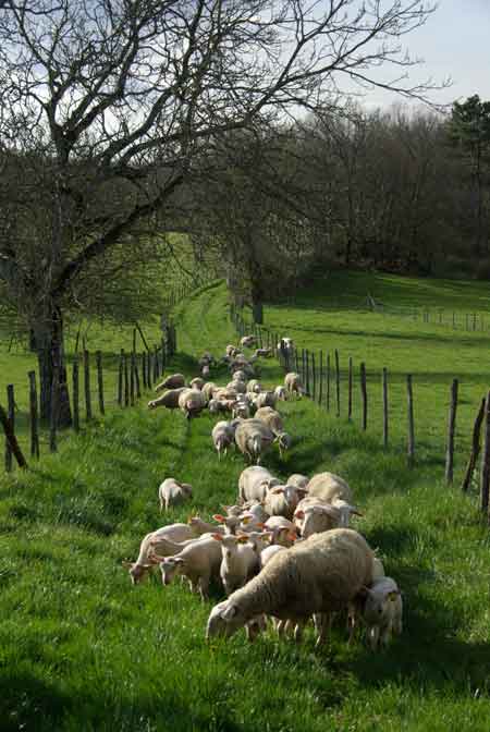 L’Agneau du Périgord
