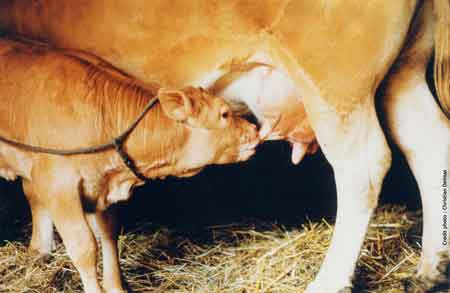 Le Veau Fermier du Limousin