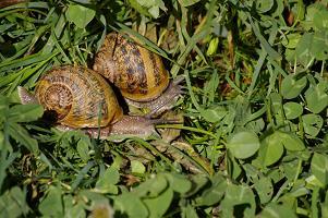 L’Escargot d’élevage