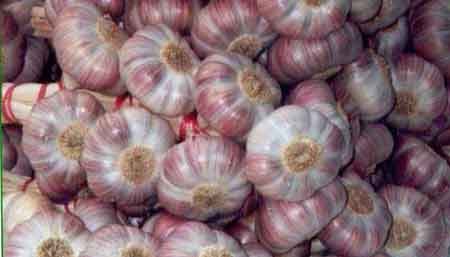 L’Ail Rose de Lautrec