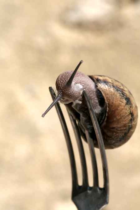 Escargots « Gros Gris » du Perche