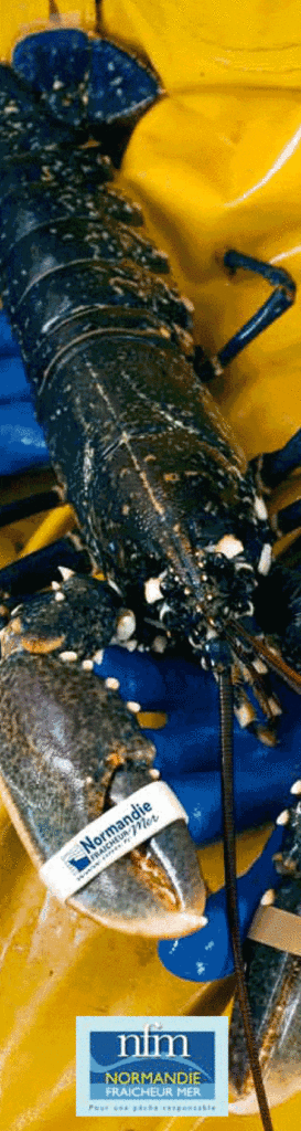 Le Homard du Cotentin et de Jersey