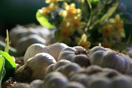 l’ail du Vaucluse