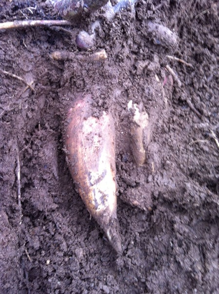 La Poire de Terre :  Variété d’autrefois / légume ancien