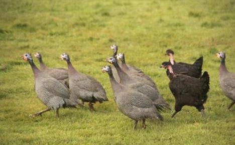 Volailles de la Drôme