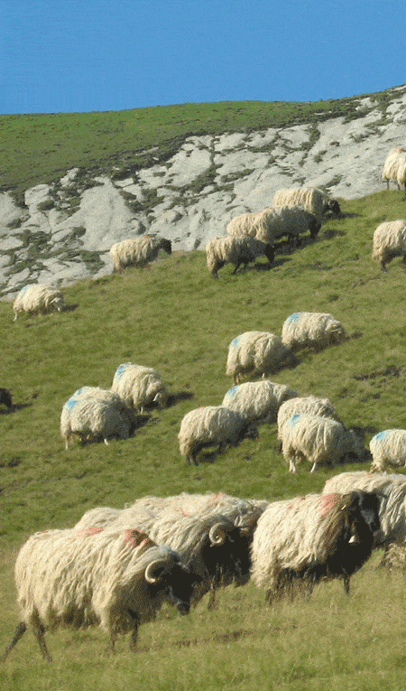 L’Agneau de Paques