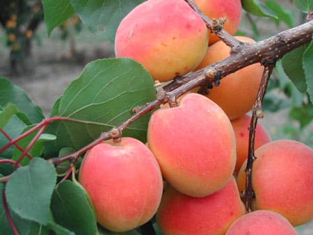 Les Abricots rouges du Roussillon