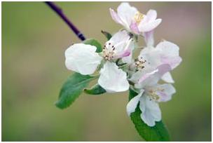 Le Cidre de Cornouaille