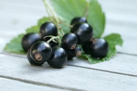 Du cassis aux papilles