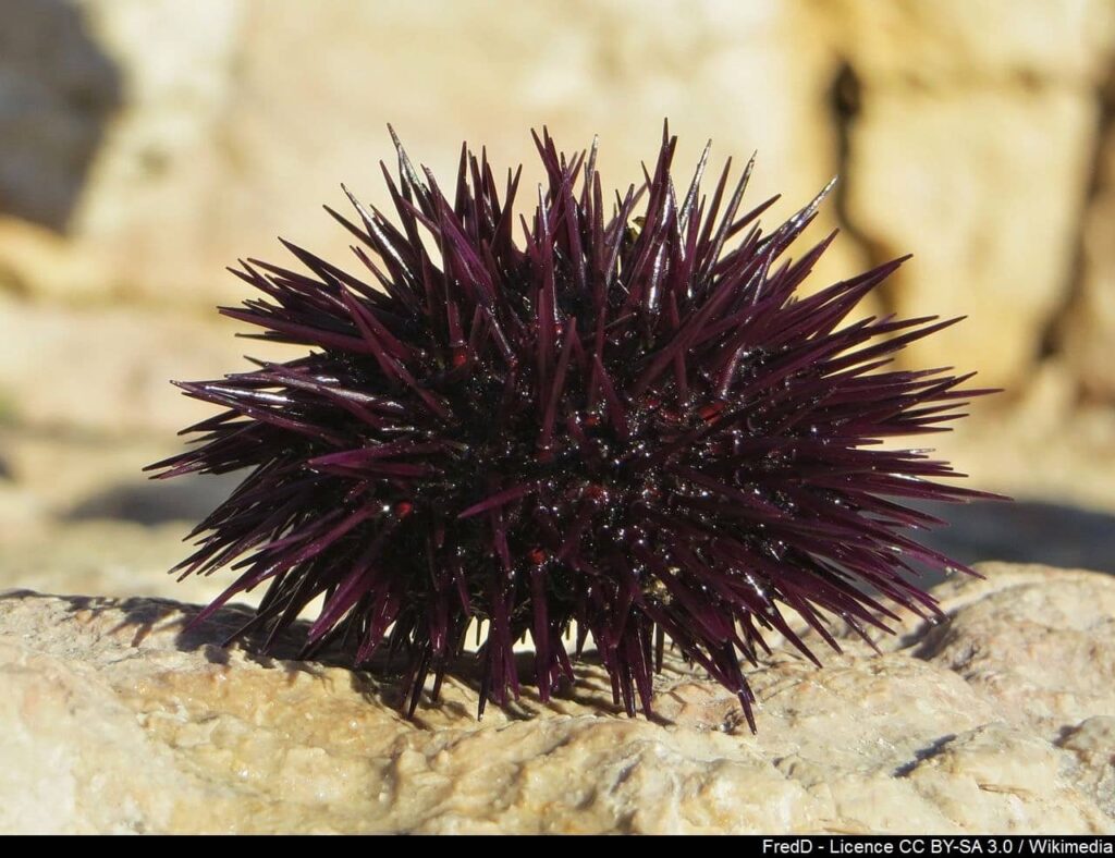 L’Oursin Violet, dit Châtaigne de Mer