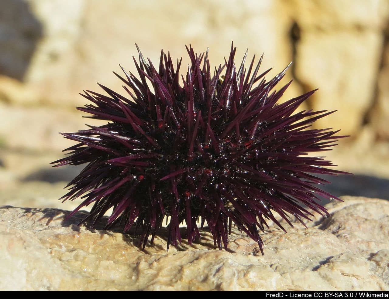 L’Oursin Violet, dit Châtaigne de Mer