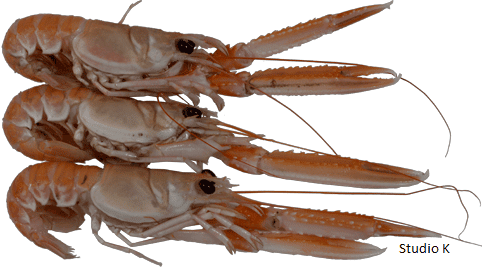 La Langoustine