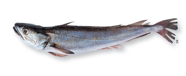 MANGER DU MERLU, C’EST BON POUR LA PLANÈTE !