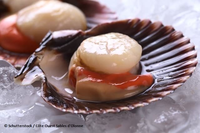MANGER DE LA COQUILLE SAINT-JACQUES, C’EST BON POUR LA PLANÈTE !