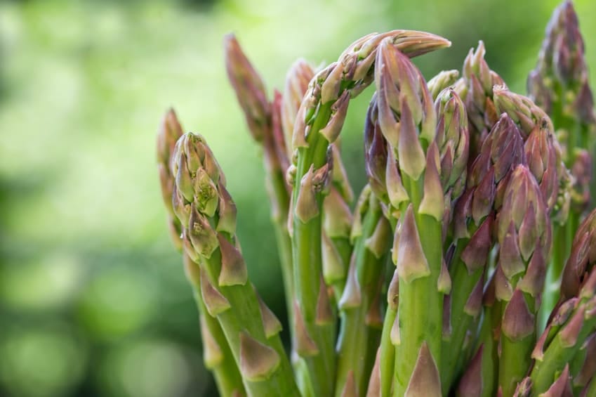 L’asperge
