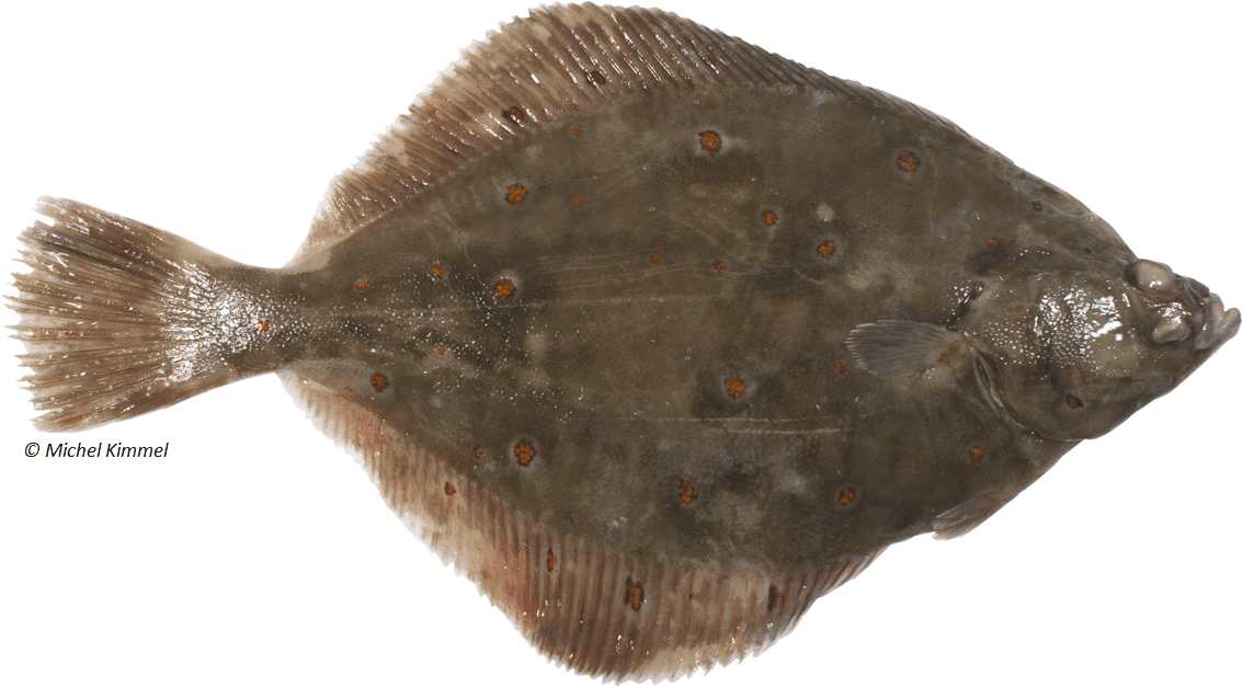 La Plie Commune ou Le Carrelet