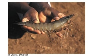 Manger des crevettes de Madagascar