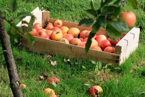 La pomme en Normandie