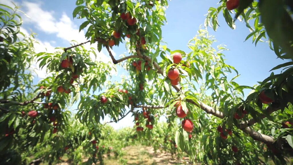 De la Drôme au Soleil Levant… Ravifruit sourceur au service des Chefs !