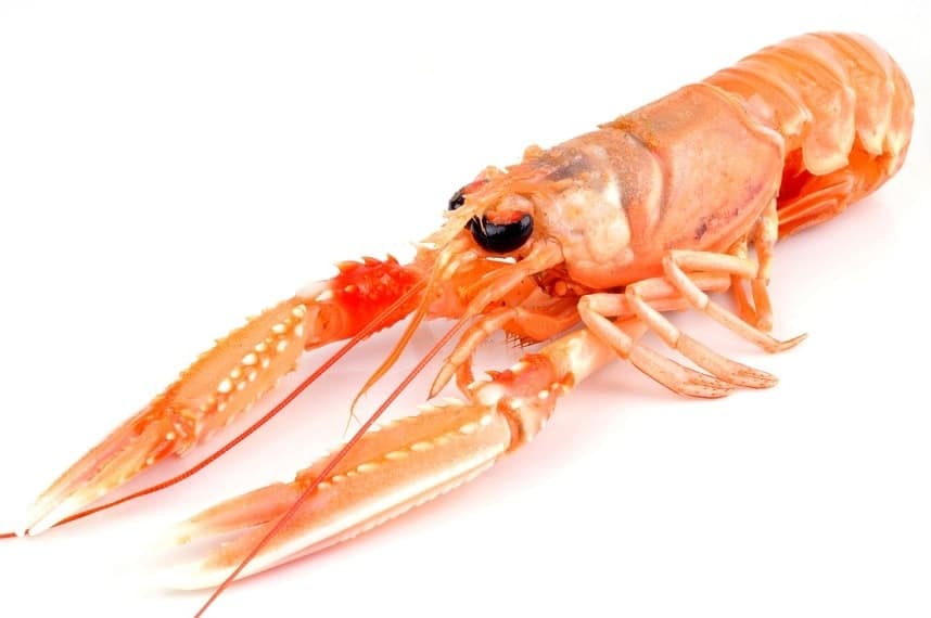 La Langoustine / Nephrops Norvegicus