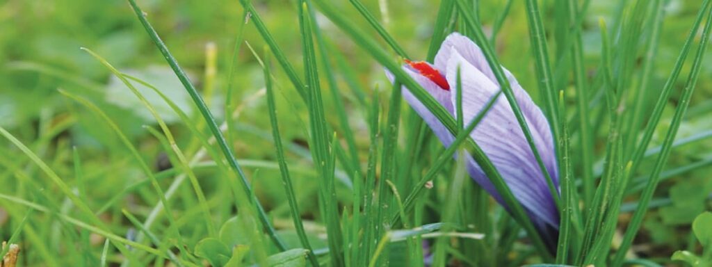 Safran Haute Culture, le Safran biologique cultivé en France