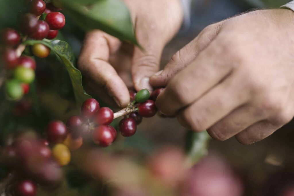 La quête du café parfait
