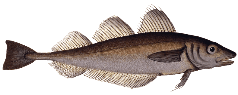 Le Merlan, une espèce Mr. Goodfish