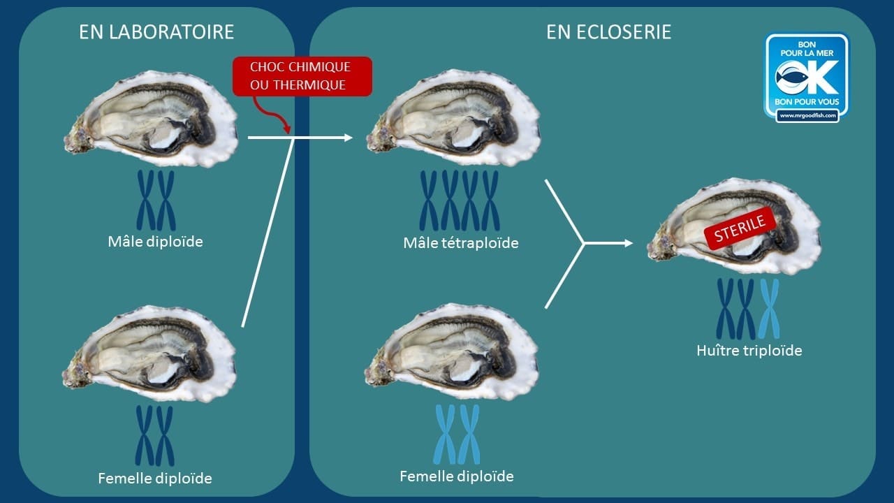 L’Huître triploïde par Mr.Goodfish