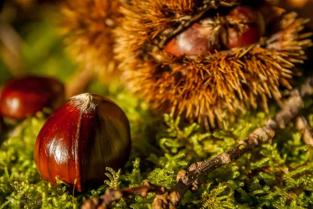 La Châtaigne, un parfum d’automne chaleureux