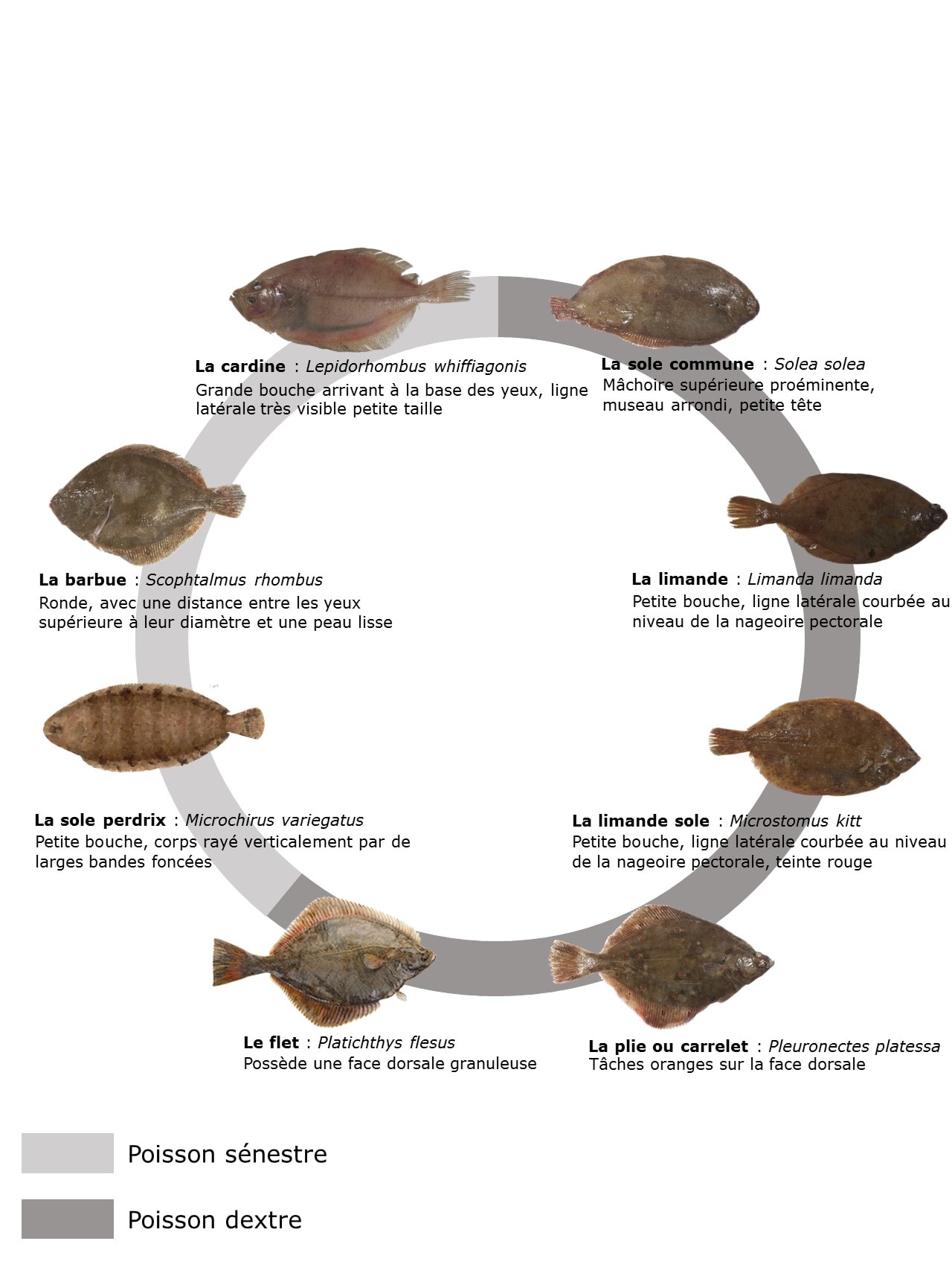 Espèces du mois : les poissons plats