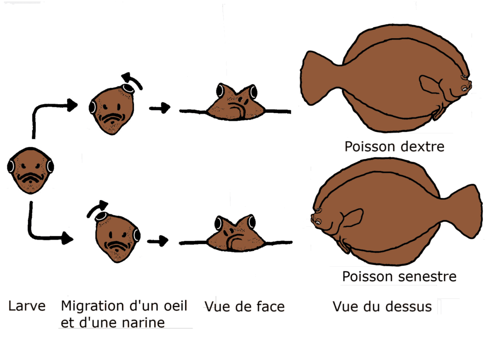 (Schéma poisson plat.pdf.coloré