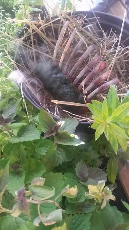 Carré d’agneau au foin en cocotte