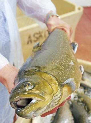 L’omble chevalier islandais pointe son nez