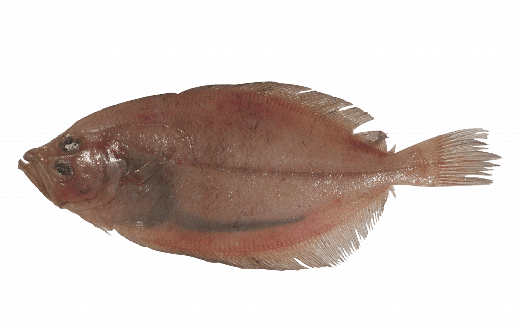 Poisson Cardine Poisson Cardine