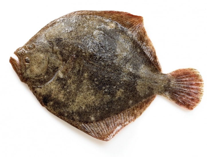 Le Turbot, ce beau poisson plat en forme de losange…