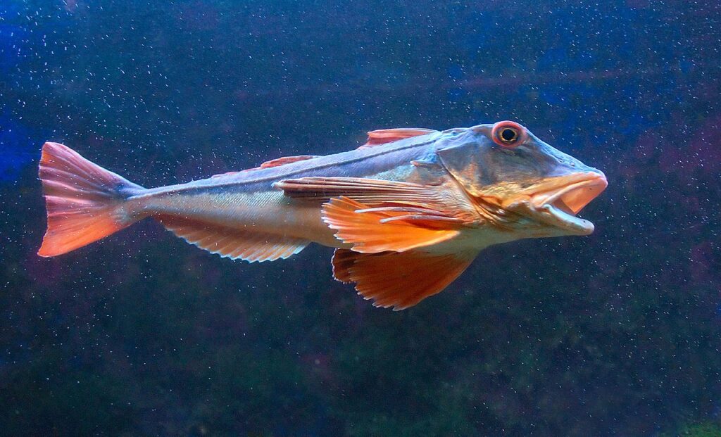 Le Grondin Perlon, recommandation de la semaine