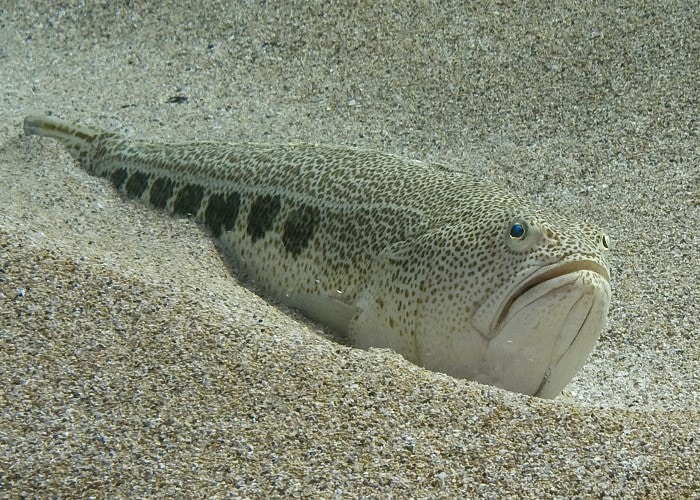 La Vive, poisson d’eau de mer