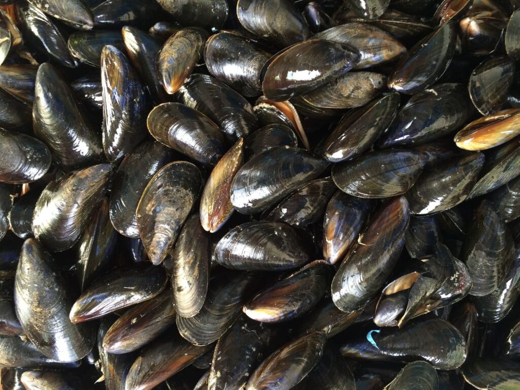 PRODUIT DE SAISON : LES MOULES