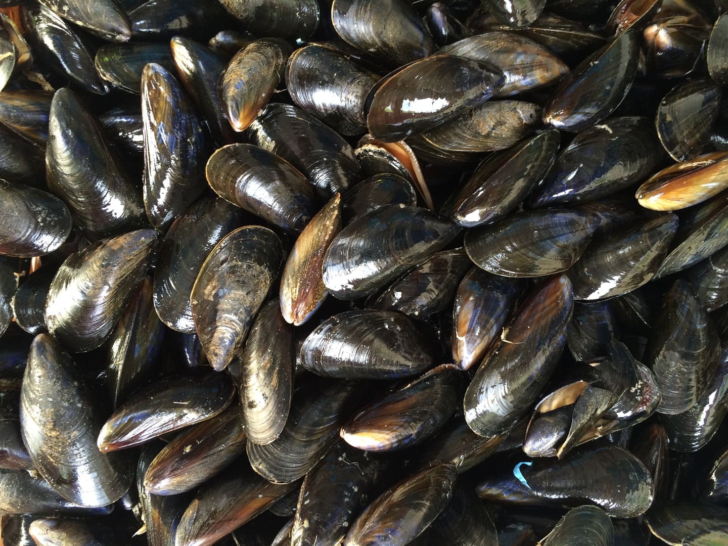 PRODUIT DE SAISON : LES MOULES