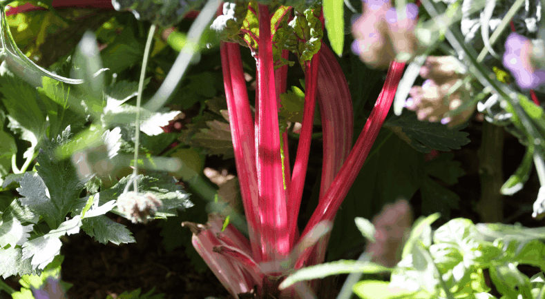 La Rhubarbe, c’est la saison.