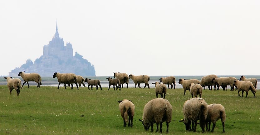 L’Agneau de Pré-salés du Mont-Saint-Michel
