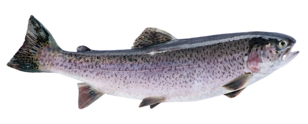 La truite Arc-en-ciel