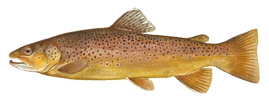 Reconnaissez-vous ce poisson ?  Tout savoir sur la truite, une espèce à découvrir !