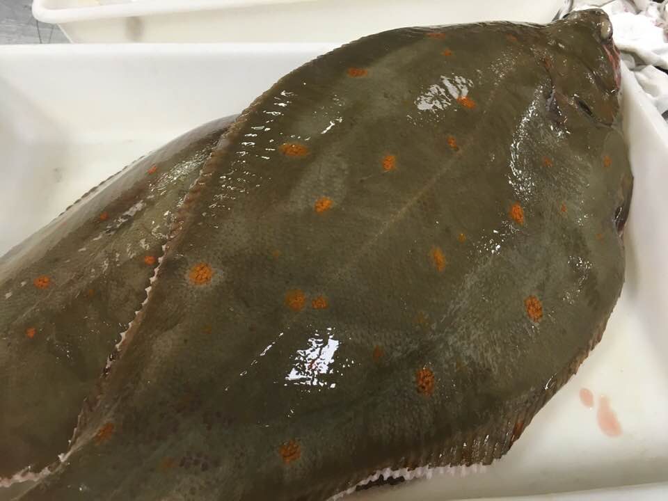 Le Carrelet, Pleuronectes platessa