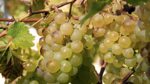 Histoires gourmandes – Le raisin