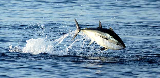 Histoires gourmandes – Le thon