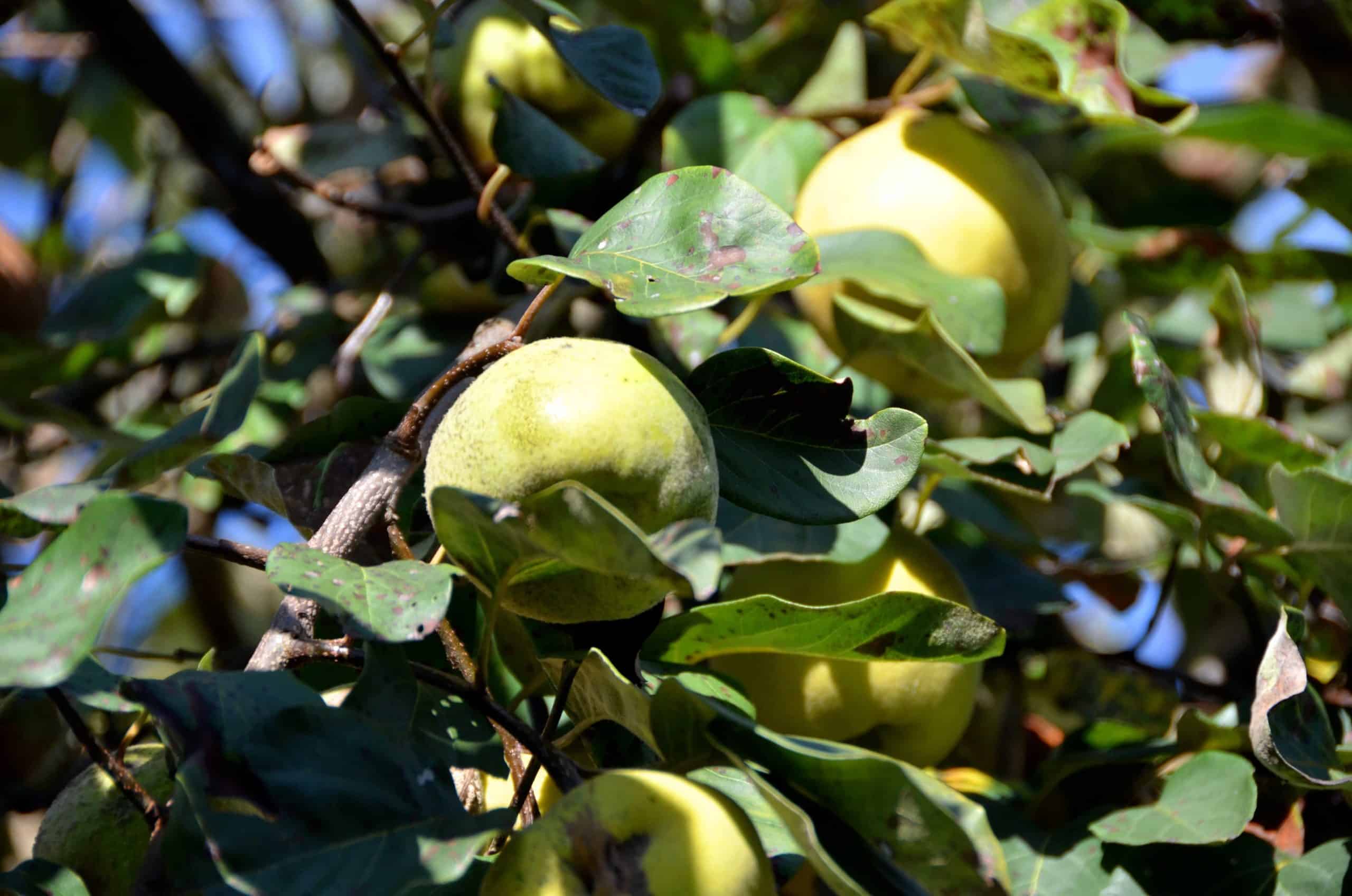 Savez-vous d’où vient … la Pomme ?!