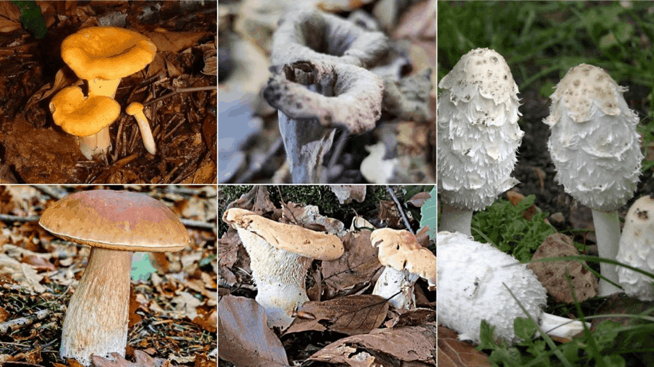 Décortiquons cinq champignons que vous trouverez dans l’Aube
